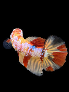 Female Halfmoon Plakat - Candy Nemo #104 - Live Betta Fish