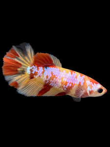 Female Halfmoon Plakat - Candy Nemo #104 - Live Betta Fish