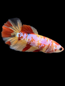 Female Halfmoon Plakat - Candy Nemo #104 - Live Betta Fish