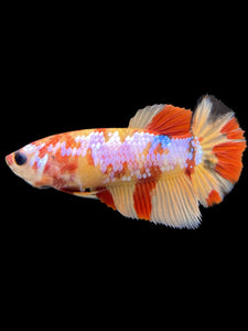 Female Halfmoon Plakat - Candy Nemo #104 - Live Betta Fish