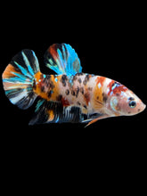 Load image into Gallery viewer, GIANT Male Halfmoon Plakat - Galaxy #1053 - Live Betta Fish
