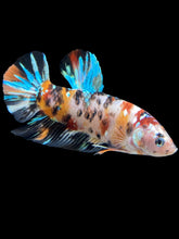 Load image into Gallery viewer, GIANT Male Halfmoon Plakat - Galaxy #1053 - Live Betta Fish
