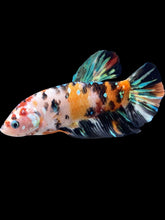 Load image into Gallery viewer, GIANT Male Halfmoon Plakat - Galaxy #1053 - Live Betta Fish
