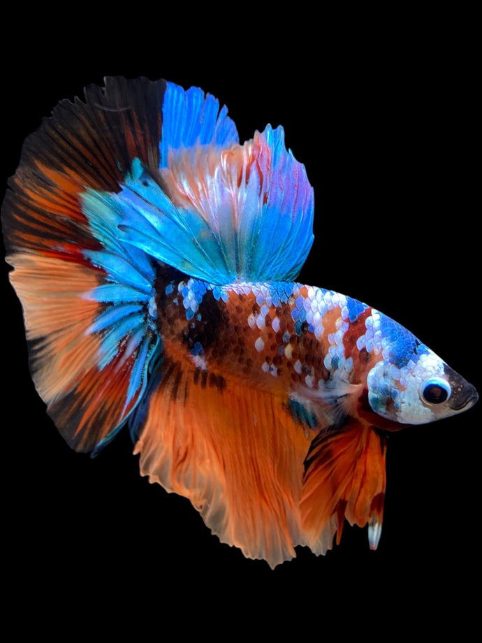 Male Halfmoon - Galaxy #105 - Live Betta Fish