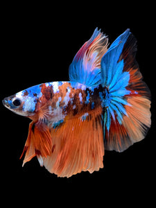 Male Halfmoon - Galaxy #105 - Live Betta Fish