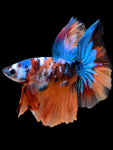 Male Halfmoon - Galaxy #105 - Live Betta Fish