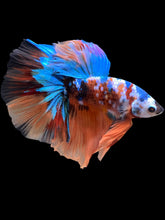 Load image into Gallery viewer, Male Halfmoon - Galaxy #105 - Live Betta Fish
