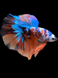 Male Halfmoon - Galaxy #105 - Live Betta Fish