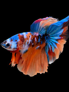 Male Halfmoon - Galaxy #105 - Live Betta Fish