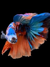 Load image into Gallery viewer, Male Halfmoon - Galaxy #105 - Live Betta Fish
