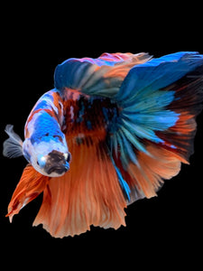 Male Halfmoon - Galaxy #105 - Live Betta Fish