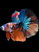 Load image into Gallery viewer, Male Halfmoon - Galaxy #105 - Live Betta Fish
