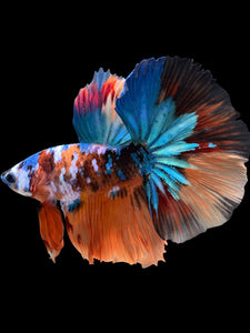 Male Halfmoon - Galaxy #105 - Live Betta Fish