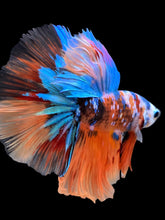 Load image into Gallery viewer, Male Halfmoon - Galaxy #105 - Live Betta Fish
