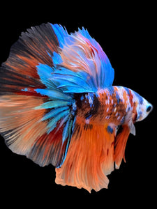 Male Halfmoon - Galaxy #105 - Live Betta Fish