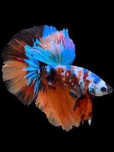 Male Halfmoon - Galaxy #105 - Live Betta Fish