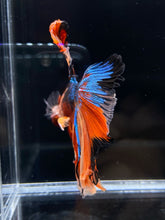 Load image into Gallery viewer, RARE GIANT Male Halfmoon - Galaxy  #1073 - Live Betta Fish
