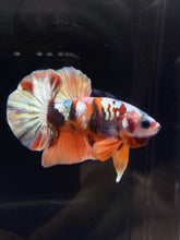 Load image into Gallery viewer, Male Halfmoon Plakat - Candy Copper #1076 - Live Betta Fish
