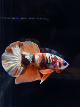 Load image into Gallery viewer, Male Halfmoon Plakat - Candy Copper #1076 - Live Betta Fish
