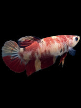 Load image into Gallery viewer, GIANT Female Halfmoon Plakat - Nemo #107 Live Betta Fish
