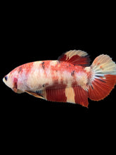 Load image into Gallery viewer, GIANT Female Halfmoon Plakat - Nemo #107 Live Betta Fish
