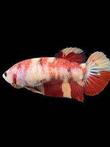 GIANT Female Halfmoon Plakat - Nemo #107 Live Betta Fish