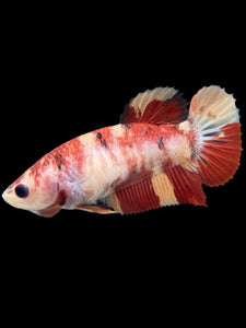 GIANT Female Halfmoon Plakat - Nemo #107 Live Betta Fish