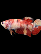 Load image into Gallery viewer, GIANT Female Halfmoon Plakat - Nemo #107 Live Betta Fish
