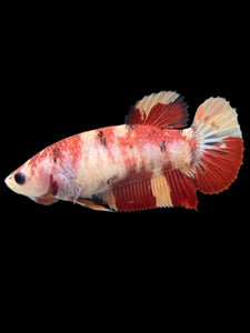 GIANT Female Halfmoon Plakat - Nemo #107 Live Betta Fish