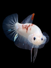 Load image into Gallery viewer, Male Halfmoon Plakat - Tancho #1086 - Live Betta Fish
