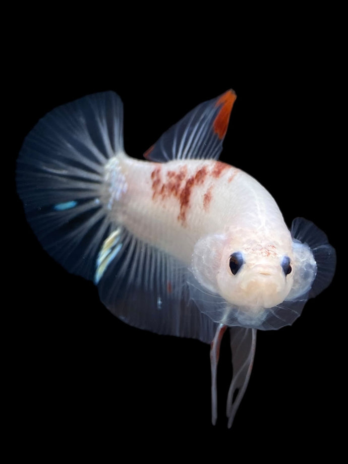 Male Halfmoon Plakat - Tancho #1086 - Live Betta Fish