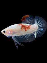 Load image into Gallery viewer, Male Halfmoon Plakat - Tancho #1086 - Live Betta Fish
