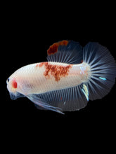 Load image into Gallery viewer, Male Halfmoon Plakat - Tancho #1086 - Live Betta Fish
