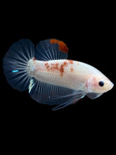 Load image into Gallery viewer, Male Halfmoon Plakat - Tancho #1086 - Live Betta Fish
