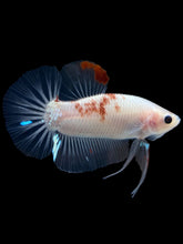 Load image into Gallery viewer, Male Halfmoon Plakat - Tancho #1086 - Live Betta Fish

