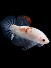 Load image into Gallery viewer, Male Halfmoon Plakat - Tancho #1086 - Live Betta Fish
