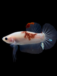 Male Halfmoon Plakat - Tancho #1086 - Live Betta Fish