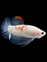 Load image into Gallery viewer, Male Halfmoon Plakat - Tancho #1086 - Live Betta Fish

