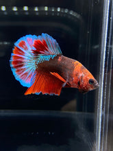 Load image into Gallery viewer, Male Halfmoon Plakat - Red FCCP #1096 - Live Betta Fish
