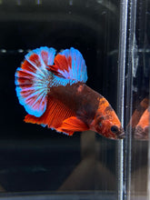 Load image into Gallery viewer, Male Halfmoon Plakat - Red FCCP #1096 - Live Betta Fish
