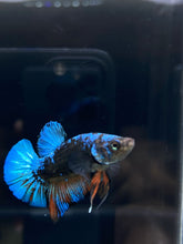 Load image into Gallery viewer, Male Halfmoon Plakat - Blue Avatar #1099 - Live Betta Fish
