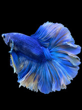 Load image into Gallery viewer, Male Rosetail - Two Tone #109 - Live Betta Fish
