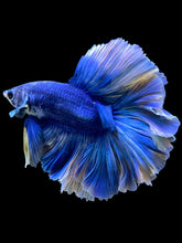 Load image into Gallery viewer, Male Rosetail - Two Tone #109 - Live Betta Fish
