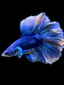 Male Rosetail - Two Tone #109 - Live Betta Fish