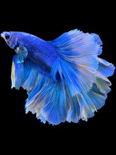 Load image into Gallery viewer, Male Rosetail - Two Tone #109 - Live Betta Fish
