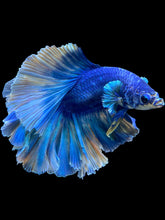 Load image into Gallery viewer, Male Rosetail - Two Tone #109 - Live Betta Fish
