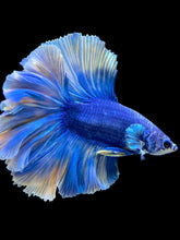 Load image into Gallery viewer, Male Rosetail - Two Tone #109 - Live Betta Fish
