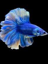 Load image into Gallery viewer, Male Rosetail - Two Tone #109 - Live Betta Fish
