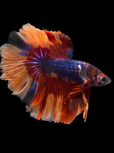 Load image into Gallery viewer, Male Halfmoon - Galaxy #1101 - Live Betta Fish
