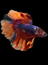 Load image into Gallery viewer, Male Halfmoon - Galaxy #1101 - Live Betta Fish
